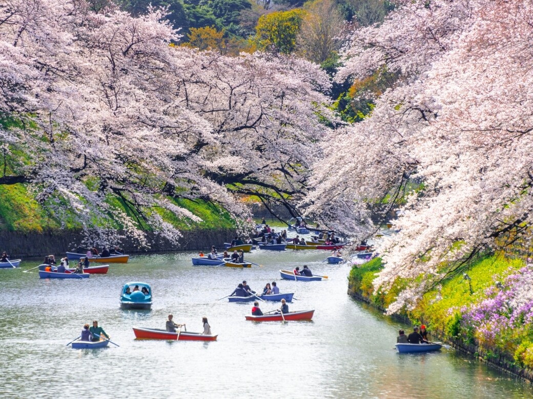 2020日本東京櫻花季！新宿御苑、上野恩賜公園等8個不可不知的最美景點！ | ELLE HK