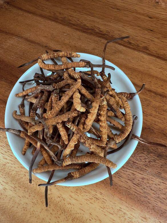 進補方法:食用冬蟲夏草 進補方法:食用冬蟲夏草