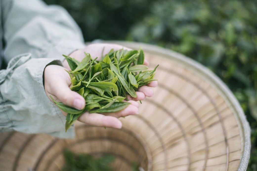 大家知道綠茶有抗氧化的功效,那把綠茶當中的綠茶素變成補充品,同樣 大家知道綠茶有抗氧化的功效,那把綠茶當中的綠茶素變成補充品,同樣