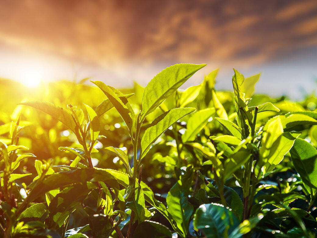 茶樹油向來是油性肌膚的恩物,其祛痘功效更是毋庸置疑。茶樹油蒸餾自 茶樹油向來是油性肌膚的恩物,其祛痘功效更是毋庸置疑。茶樹油蒸餾自