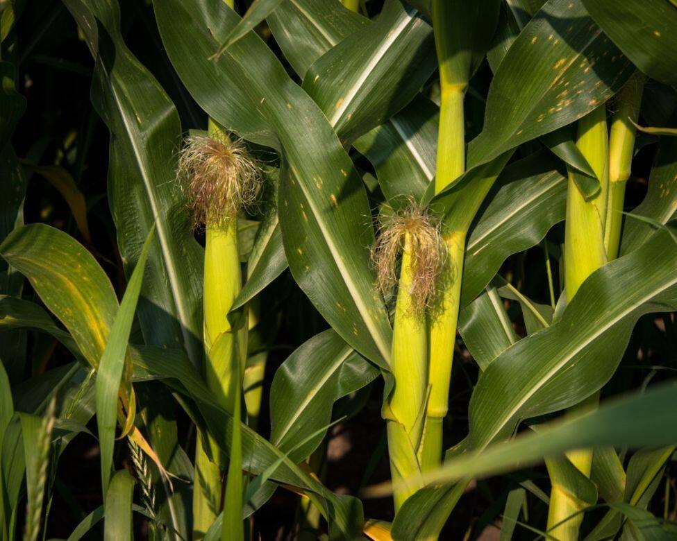 粟米鬚更含有豐富膳食纖維、鉀以及維他命E,有助排除體內多餘水分,促 粟米鬚更含有豐富膳食纖維、鉀以及維他命E,有助排除體內多餘水分,促