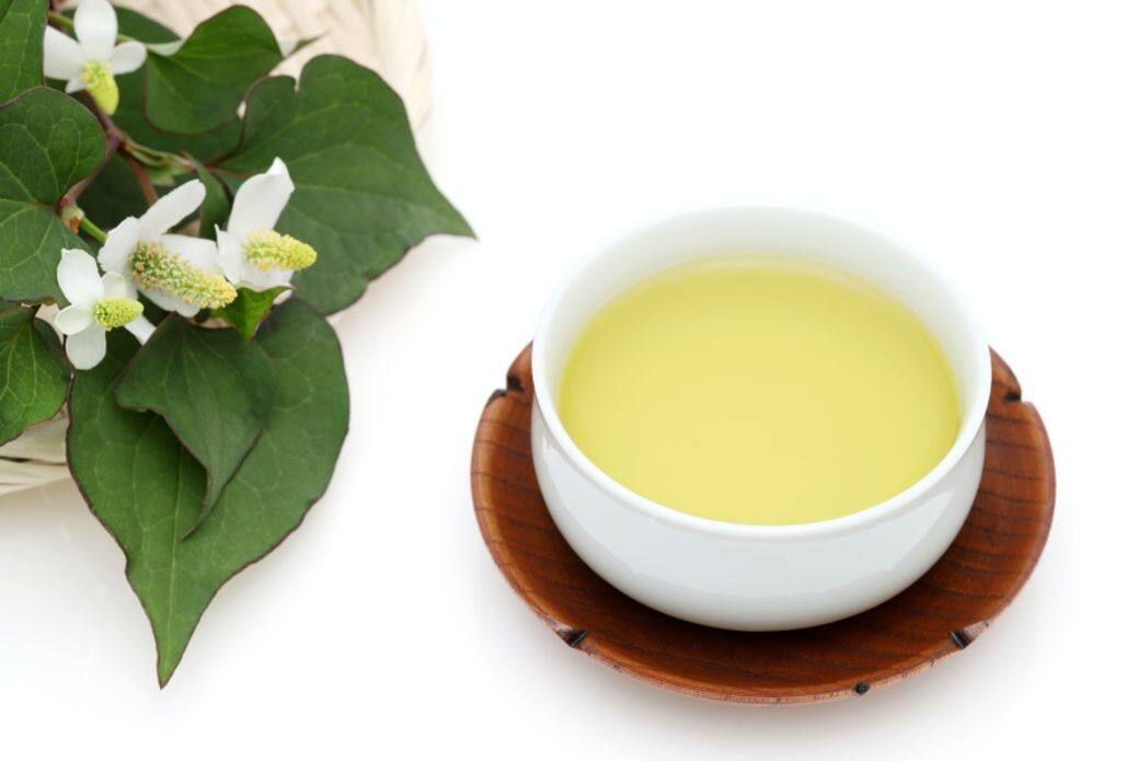 魚腥草功效包括清熱解毒、降火、抗炎、消腫排膿、利尿通淋(小便)、改善泌尿系 魚腥草功效包括清熱解毒、降火、抗炎、消腫排膿、利尿通淋(小便)、改善泌尿系