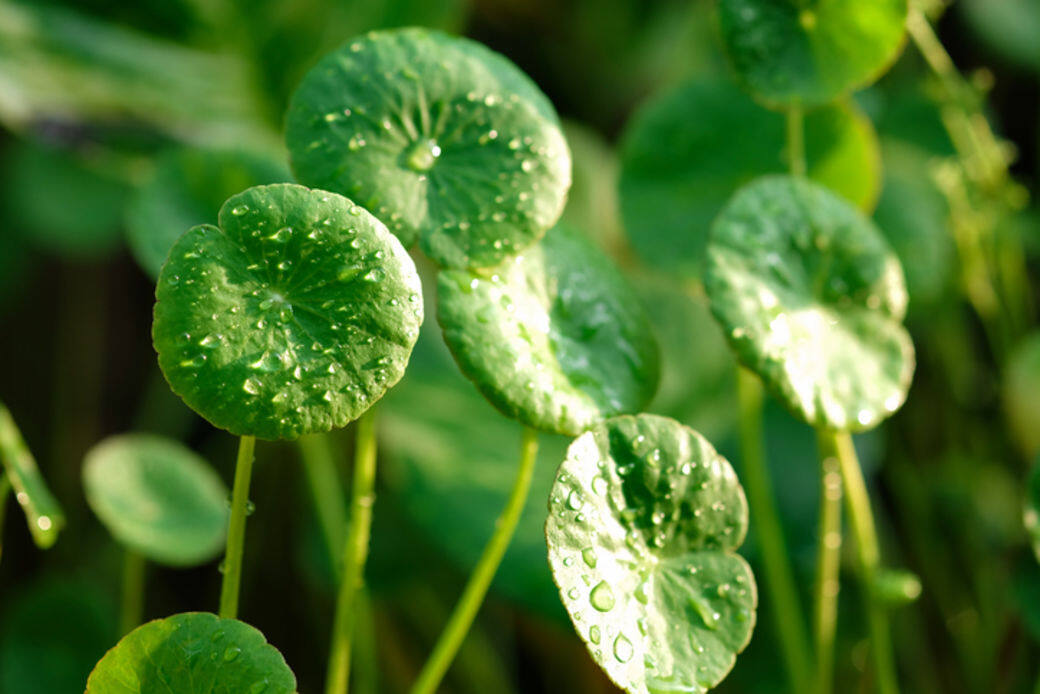 積雪草(Centella Asiatica)早已於二千年前已被廣泛使用於治療傷口上,又被命名為「老 積雪草(Centella Asiatica)早已於二千年前已被廣泛使用於治療傷口上,又被命名為「老