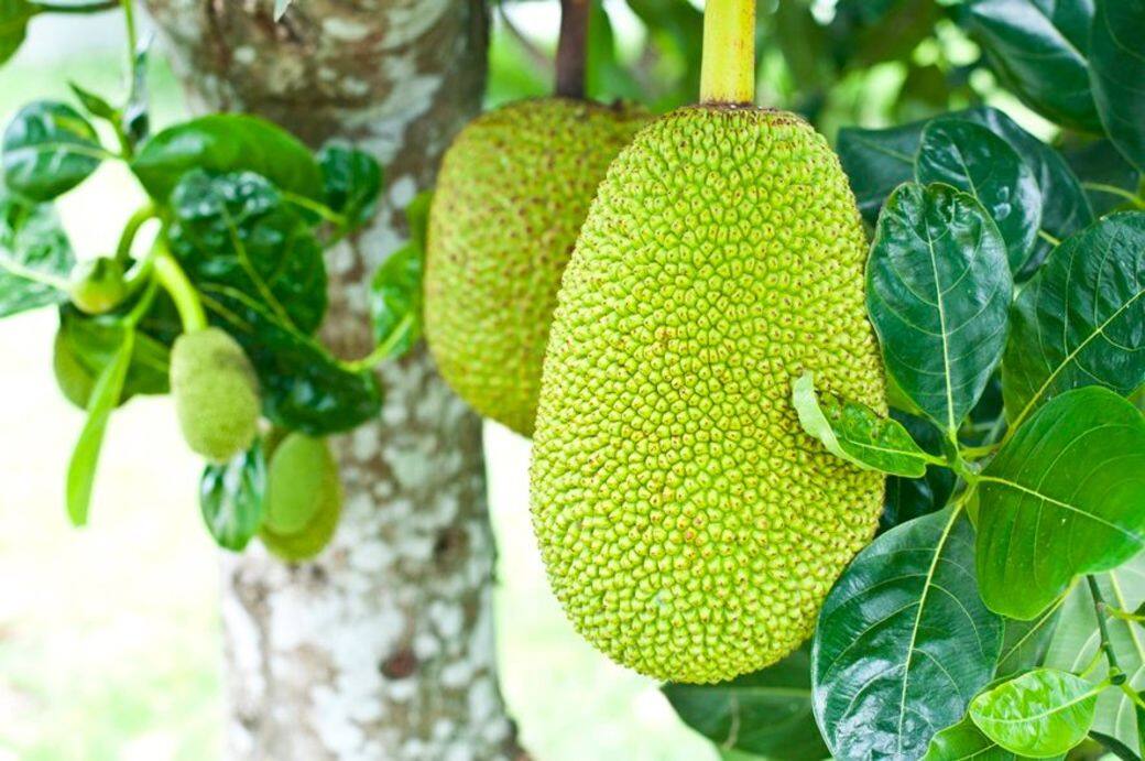 減肥, 瘦身, 水果, health, fitness, fruit 減肥, 瘦身, 水果, health, fitness, fruit