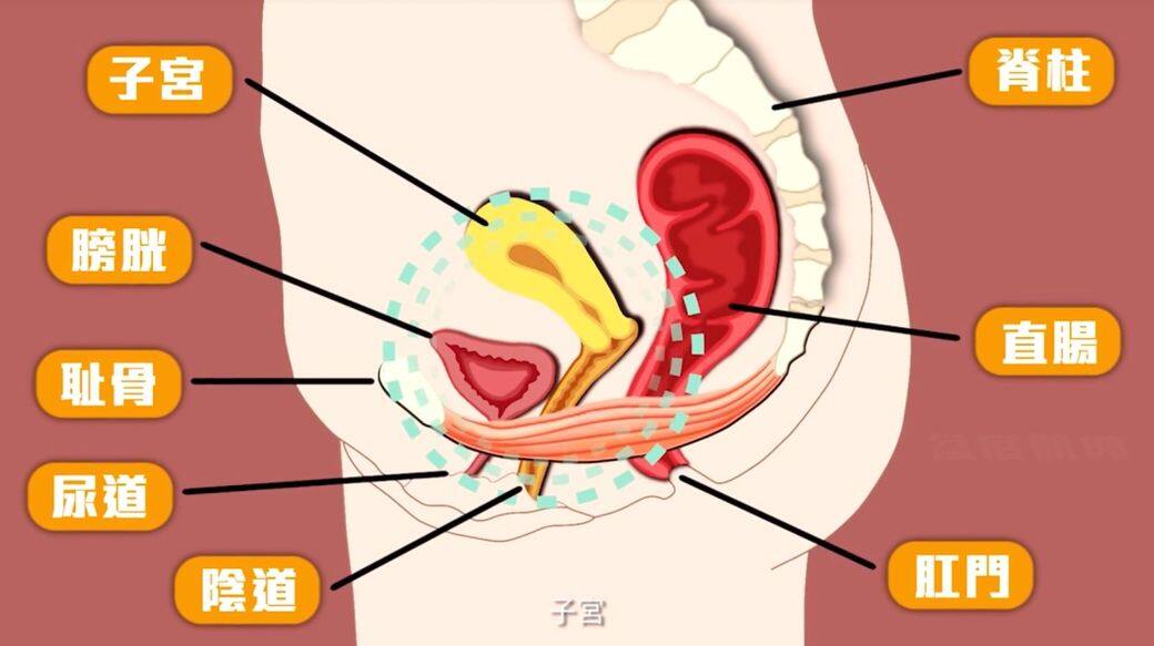 盆骨底肌肉運動又稱為凱格爾運動,雖然鍛練這組肌肉不會讓你外形更 盆骨底肌肉運動又稱為凱格爾運動,雖然鍛練這組肌肉不會讓你外形更