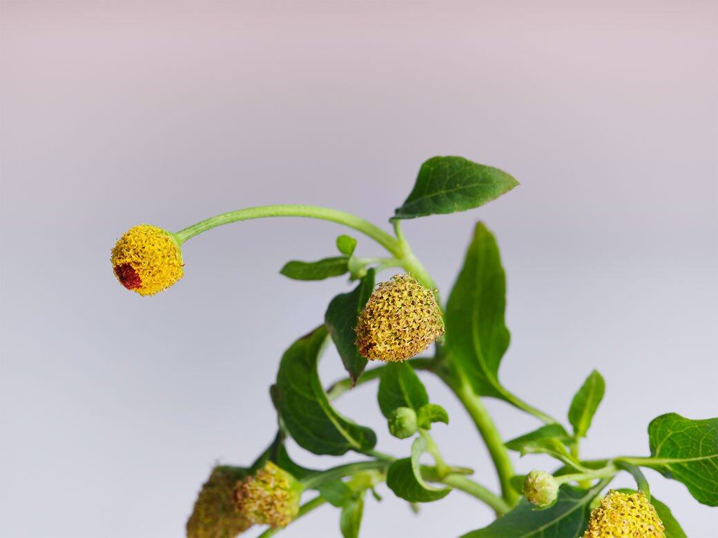 Jurlique為全新升級版Nutri-Define至臻活顏系列加入了兩種天然嫩膚成分——來自品牌 Jurlique為全新升級版Nutri-Define至臻活顏系列加入了兩種天然嫩膚成分——來自品牌