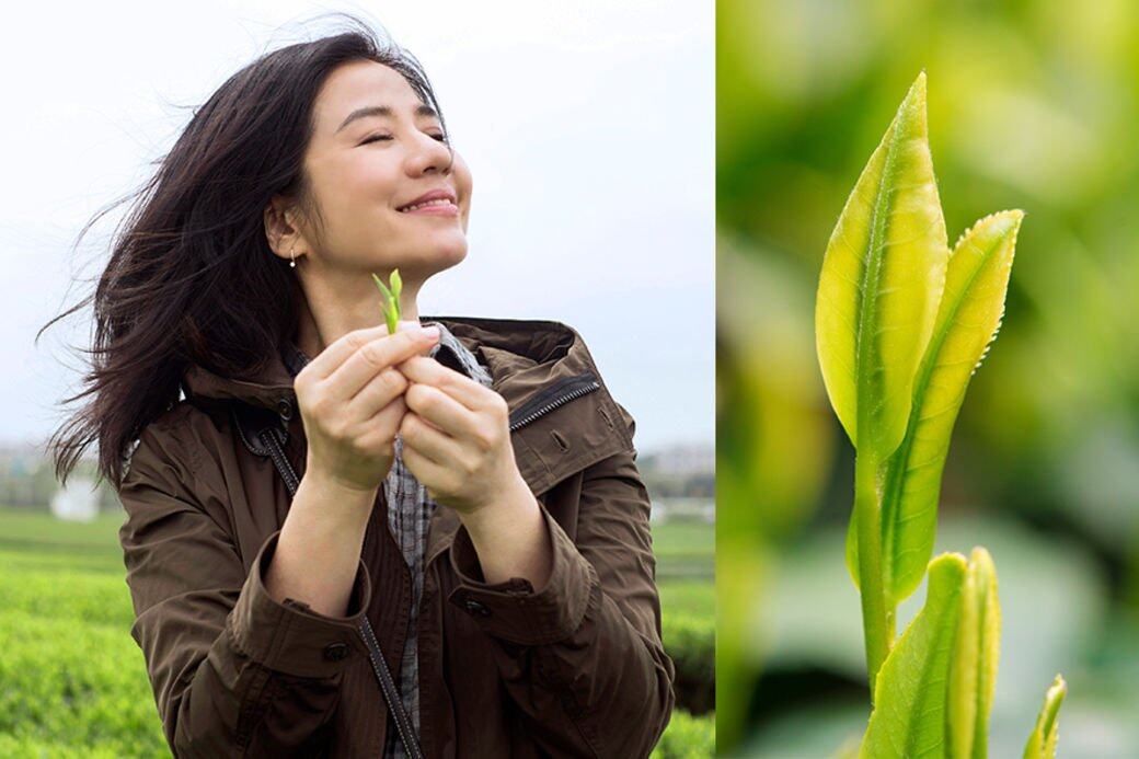 鍾楚紅, 綠茶, 護膚, 濟州, 韓國, AMOREPACIFIC 鍾楚紅, 綠茶, 護膚, 濟州, 韓國, AMOREPACIFIC