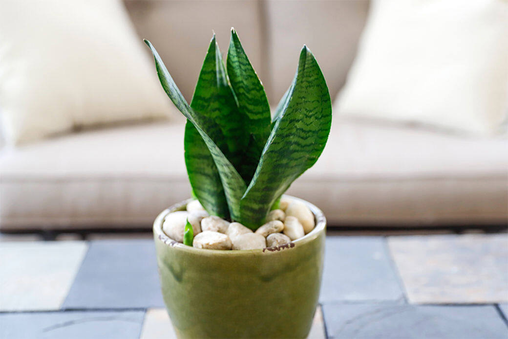 虎尾蘭(Sansevieria)葉片的氣孔可吸附二氧化碳,晚上能產生比一般植物高出30倍 虎尾蘭(Sansevieria)葉片的氣孔可吸附二氧化碳,晚上能產生比一般植物高出30倍