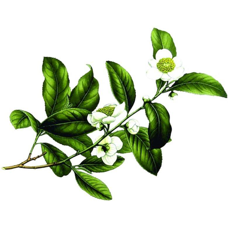 煥活細胞精華le sérum的新配方 煥活細胞精華le sérum的新配方