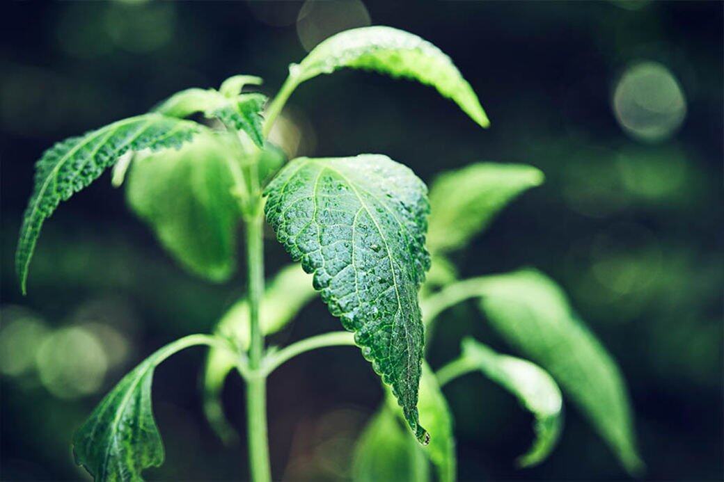 別以為這種植物可以隨時採摘,品牌的Kawai博士指出要採摘最好的延命草 別以為這種植物可以隨時採摘,品牌的Kawai博士指出要採摘最好的延命草