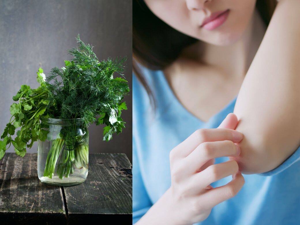 芫茜水醫好濕疹爛皮膚?營養師拆解6個芫茜功效禁忌及健康食譜推薦 芫茜水醫好濕疹爛皮膚?營養師拆解6個芫茜功效禁忌及健康食譜推薦