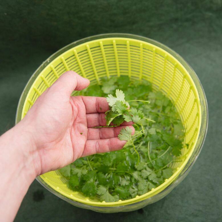 材料:小米 半杯、蕃茄 兩個、鮮魚片 100克、芫茜 2-3條、胡椒粉 少許、鹽 適量、麻油 材料:小米 半杯、蕃茄 兩個、鮮魚片 100克、芫茜 2-3條、胡椒粉 少許、鹽 適量、麻油
