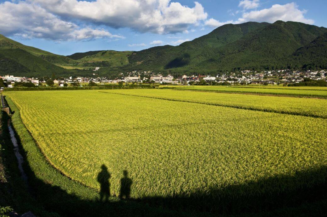 由布院被林木包圍,秋天從旅館可眺望廣闊的稻田。 由布院被林木包圍,秋天從旅館可眺望廣闊的稻田。