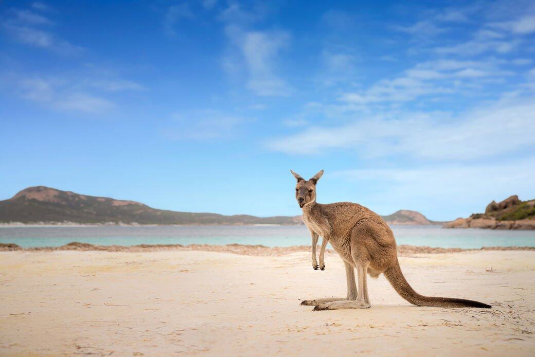 澳洲Moreton Bay Marine Park:科學家想找出鯨魚數量欠增長的原因,如果你們前去幫忙 澳洲Moreton Bay Marine Park:科學家想找出鯨魚數量欠增長的原因,如果你們前去幫忙