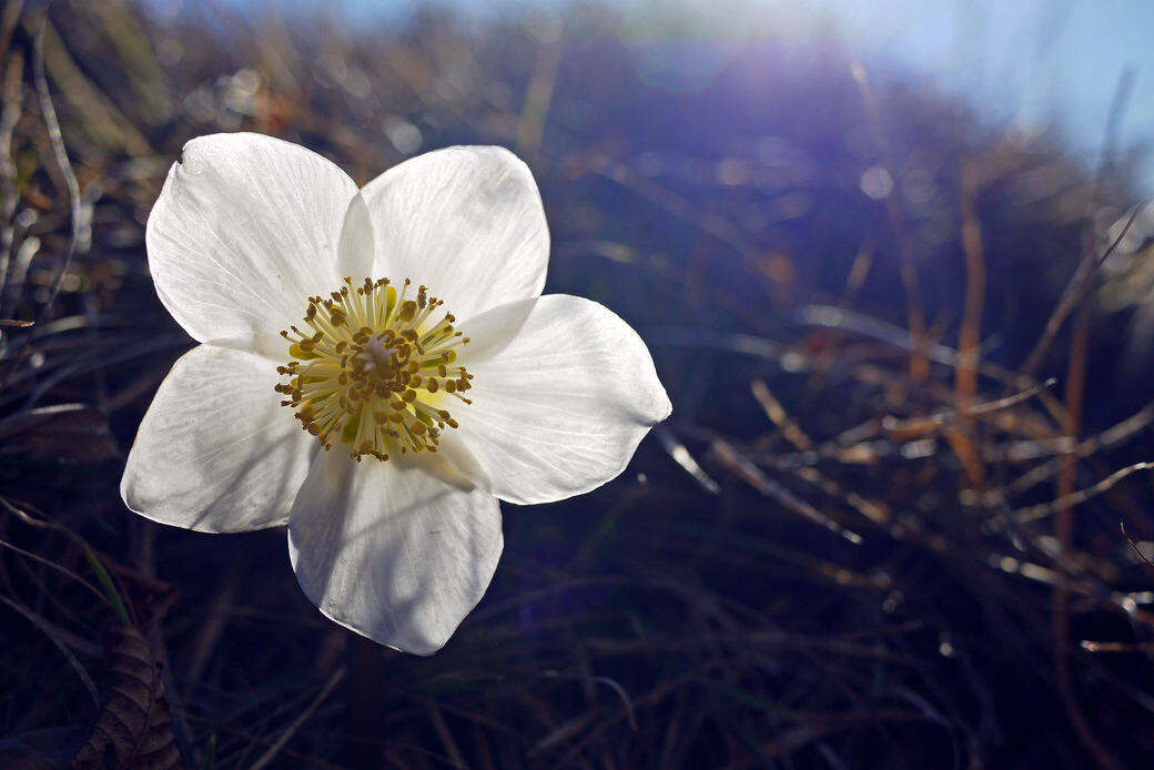 摩羯座:聖誕玫瑰(Christmas rose) 摩羯座:聖誕玫瑰(Christmas rose)