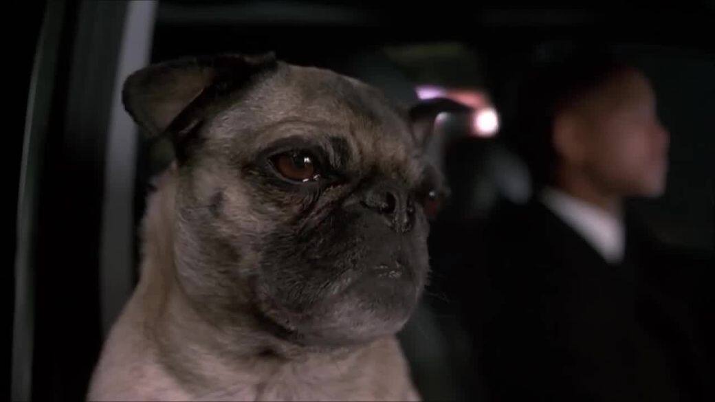 10.Frank the Pug 10.Frank the Pug