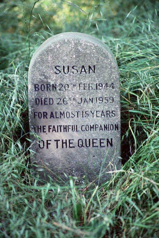 英女皇曾為愛犬Susan公開招夫,夫君犬有心有力,成功繁殖一代一代子孫共 英女皇曾為愛犬Susan公開招夫,夫君犬有心有力,成功繁殖一代一代子孫共