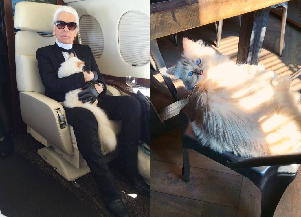 Karl Lagerfeld逝世一週年!老佛爺的愛貓Choupette的生活依舊奢華 Karl Lagerfeld逝世一週年!老佛爺的愛貓Choupette的生活依舊奢華
