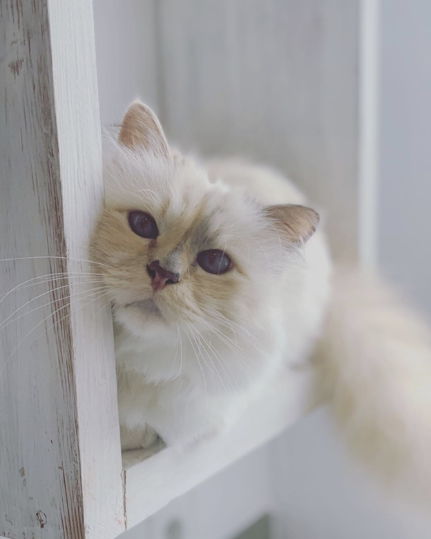 據悉 Karl 將這間屋和一大筆財產留給了 Choupette 超過10年的管家兼攝影師 Françoise 據悉 Karl 將這間屋和一大筆財產留給了 Choupette 超過10年的管家兼攝影師 Françoise