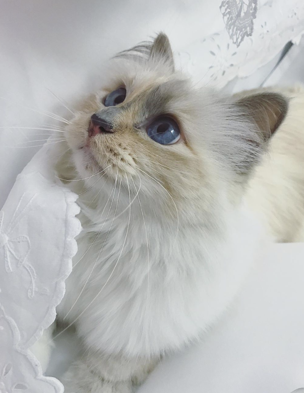 畢竟 Karl 還在的時候,Choupette 有兩個保姆、一個保鏢、一個私人廚師,法國最頂尖的 畢竟 Karl 還在的時候,Choupette 有兩個保姆、一個保鏢、一個私人廚師,法國最頂尖的