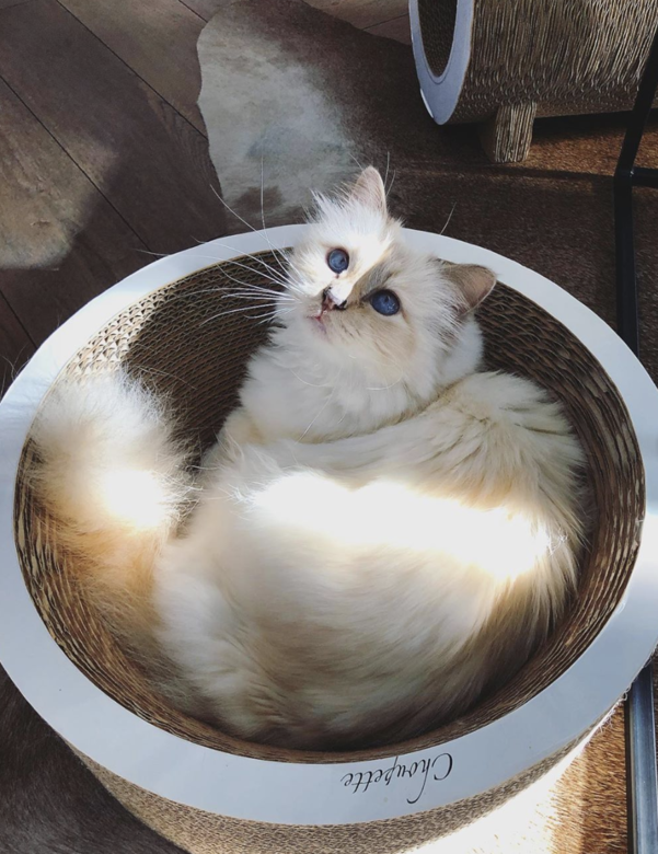 家中佈滿特製貓抓板Choupette 午睡時的寧靜角落亦是它最愛的圓形貓抓板,如 家中佈滿特製貓抓板Choupette 午睡時的寧靜角落亦是它最愛的圓形貓抓板,如
