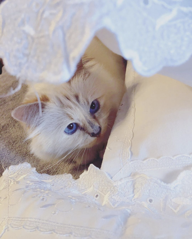 Karl的床也變成它休息的地方Choupette 到了晚上會躺在 Karl 的床上,回憶和Karl睡在 Karl的床也變成它休息的地方Choupette 到了晚上會躺在 Karl 的床上,回憶和Karl睡在