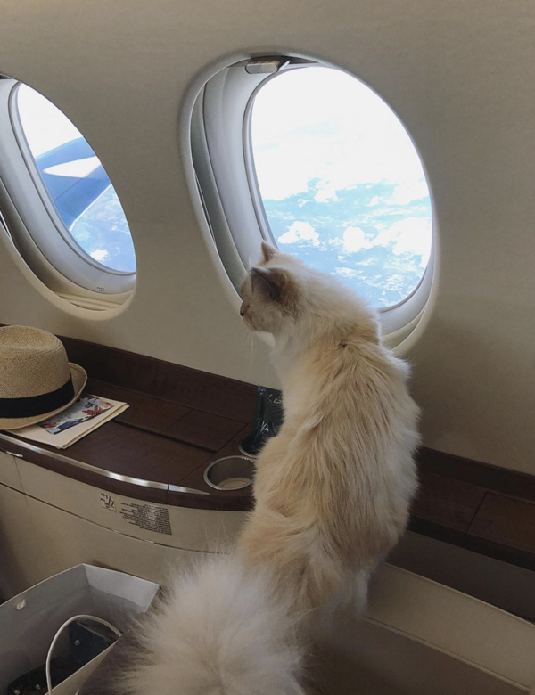 和 Karl 的秘書一起旅行Choupette 旅遊時,還是乘坐頭等艙!喜歡老佛爺的你一定知 和 Karl 的秘書一起旅行Choupette 旅遊時,還是乘坐頭等艙!喜歡老佛爺的你一定知