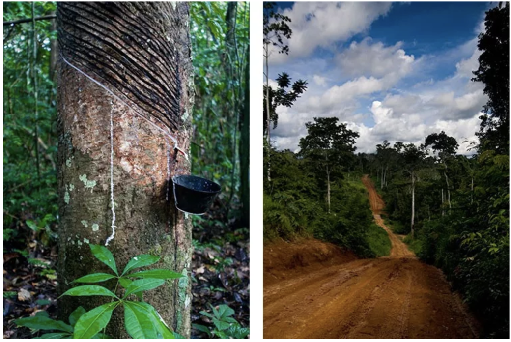亞馬遜是地球上唯一一個橡膠樹在野外生長的地方，Veja以高價購買亞馬