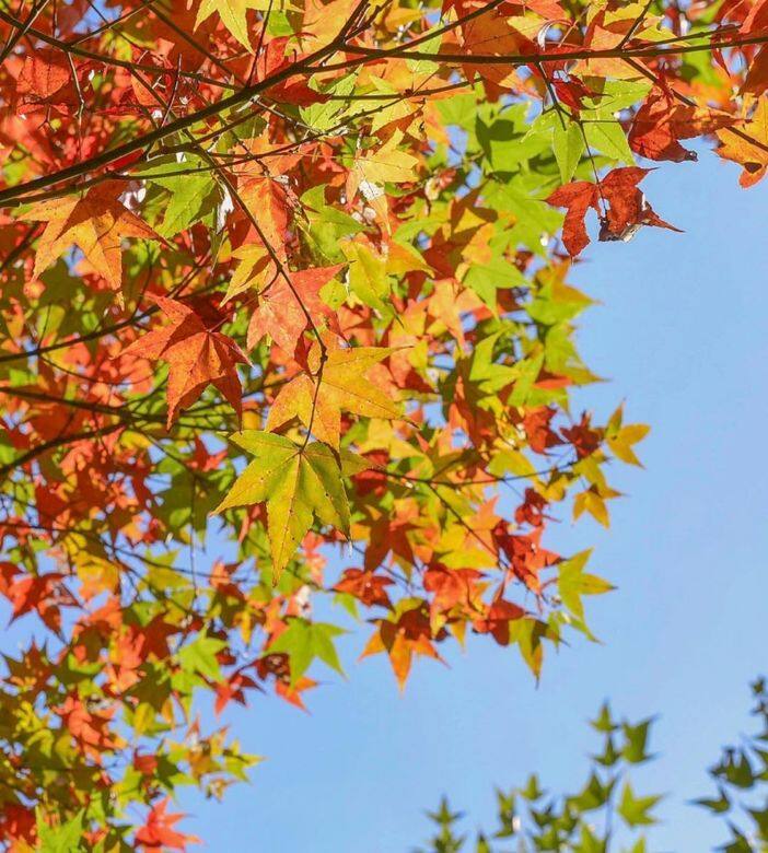 台北自由行2018,賞紅葉穿搭 台北自由行2018,賞紅葉穿搭