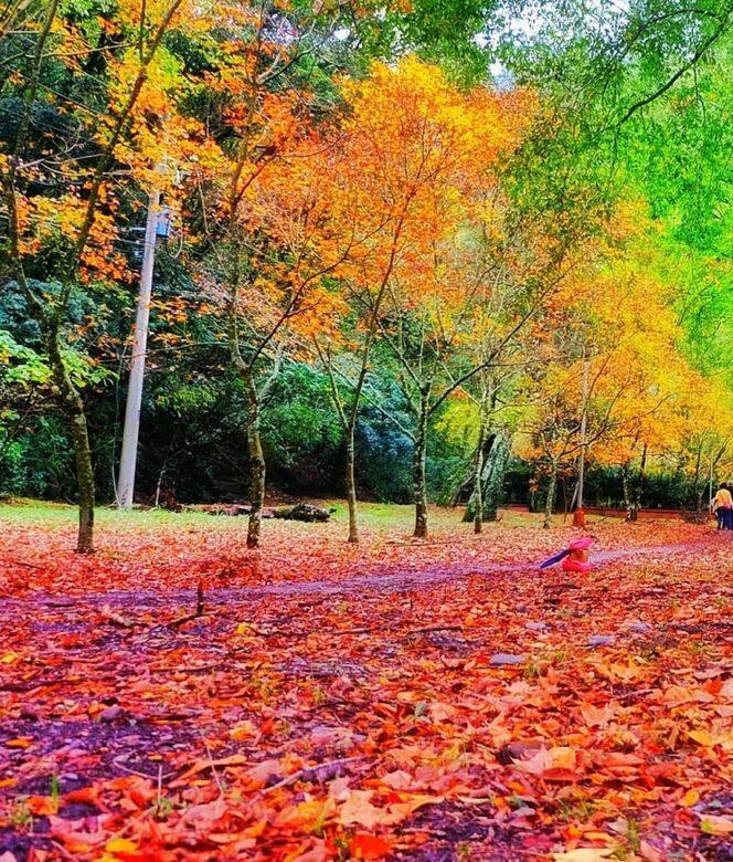 台北自由行2018,賞紅葉穿搭 台北自由行2018,賞紅葉穿搭