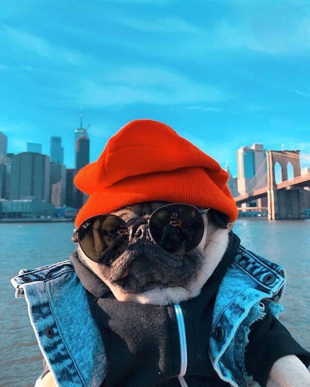 牠的衣着總矛人一種hip hop 風,擅長將人類型格的街頭衣着注入狗狗的生 牠的衣着總矛人一種hip hop 風,擅長將人類型格的街頭衣着注入狗狗的生
