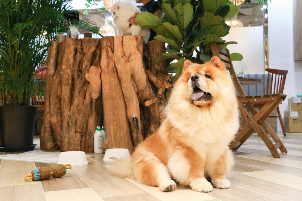 Chill Inn 寵物友善餐廳 cafe pet friendly Chill Inn 寵物友善餐廳 cafe pet friendly