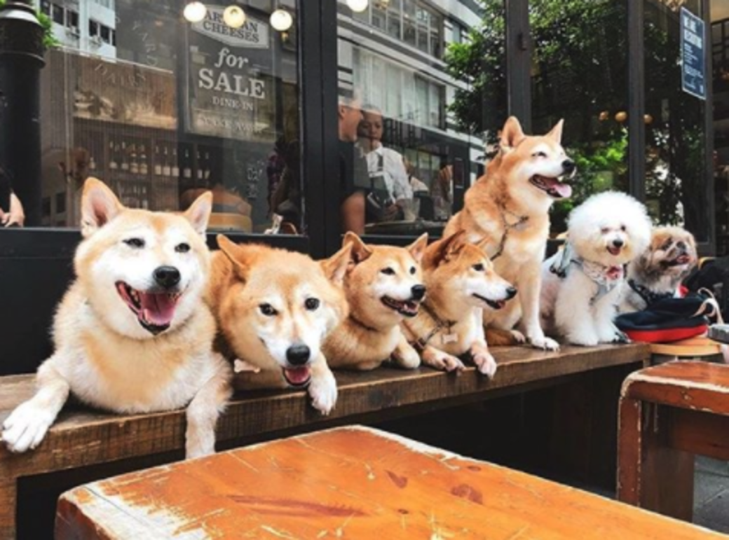 Classified 寵物友善餐廳 cafe pet friendly Classified 寵物友善餐廳 cafe pet friendly