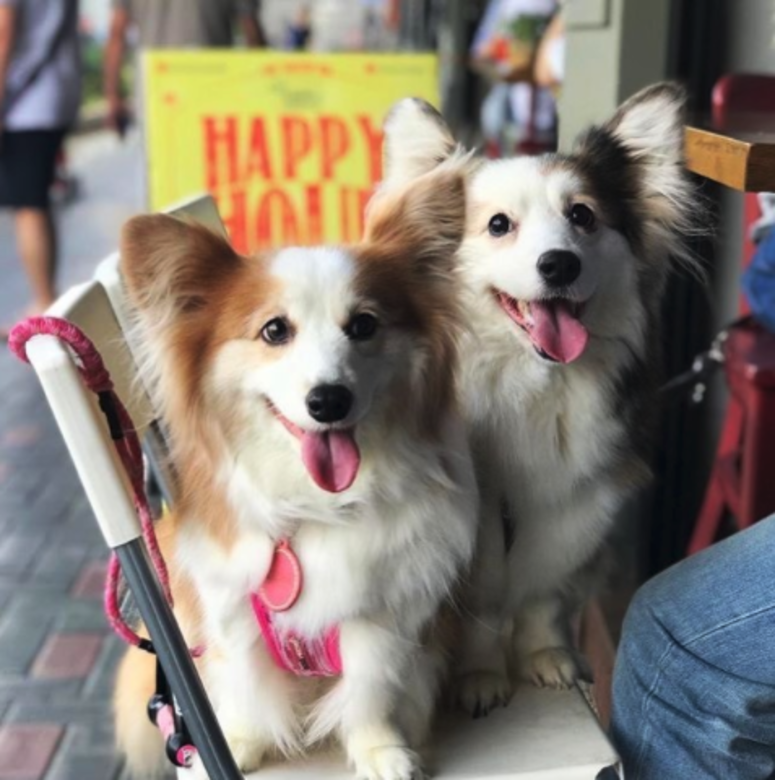 寵物友善餐廳 cafe pet friendly The Salted Pig 寵物友善餐廳 cafe pet friendly The Salted Pig