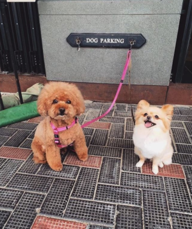 寵物友善餐廳 cafe pet friendly The Salted Pig 寵物友善餐廳 cafe pet friendly The Salted Pig