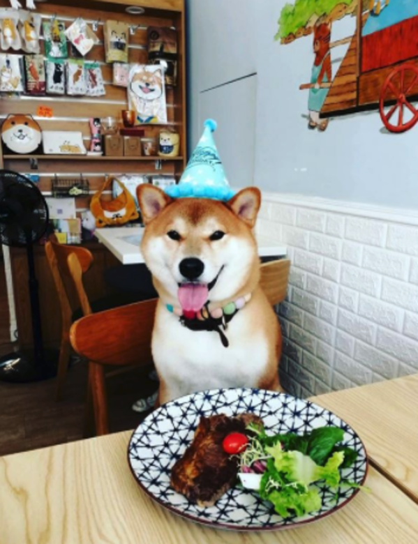 寵物友善餐廳 cafe pet friendly 柴太郎咖啡店 寵物友善餐廳 cafe pet friendly 柴太郎咖啡店