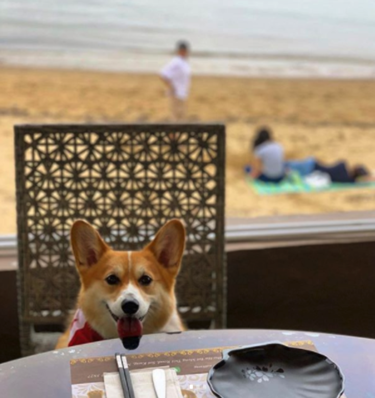 泰道Thai Dao 寵物友善餐廳 cafe pet friendly 泰道Thai Dao 寵物友善餐廳 cafe pet friendly