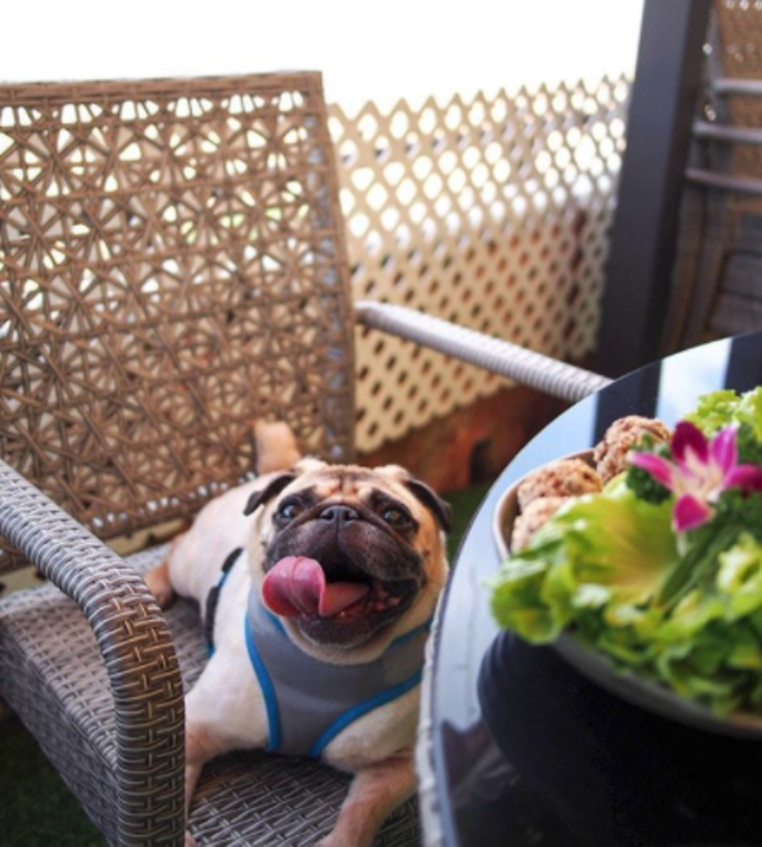 泰道Thai Dao 寵物友善餐廳 cafe pet friendly 泰道Thai Dao 寵物友善餐廳 cafe pet friendly