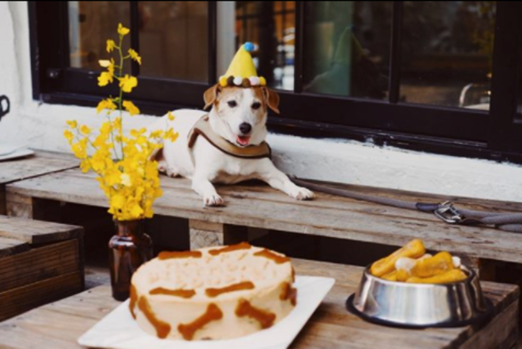 寵物友善餐廳 cafe pet friendly 茶。家 寵物友善餐廳 cafe pet friendly 茶。家