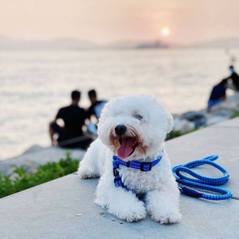 HOOMAN By The Sea 寵物友善餐廳 cafe pet friendly HOOMAN By The Sea 寵物友善餐廳 cafe pet friendly