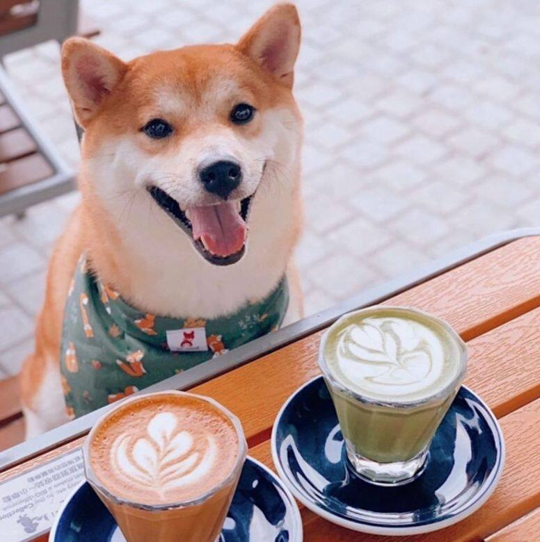 HOOMAN By The Sea 寵物友善餐廳 cafe pet friendly HOOMAN By The Sea 寵物友善餐廳 cafe pet friendly