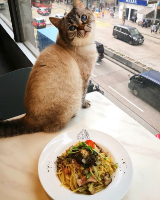 身處旺角鬧巿的超級貓貓cafe非Urban Café莫屬!Café內的貓貓多達十數隻,非常黏 身處旺角鬧巿的超級貓貓cafe非Urban Café莫屬!Café內的貓貓多達十數隻,非常黏
