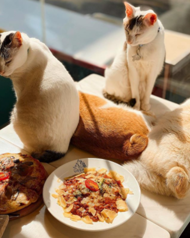 Urban Café 寵物友善餐廳 cafe pet friendly Urban Café 寵物友善餐廳 cafe pet friendly