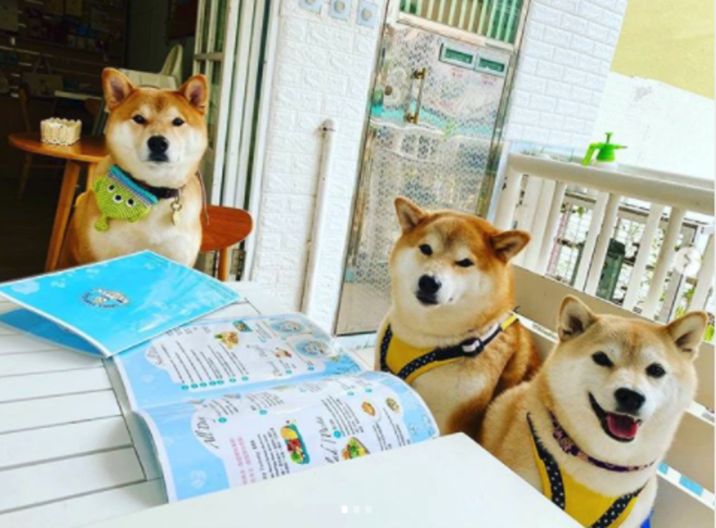 寵物友善餐廳 cafe pet friendly 柴太郎咖啡店 寵物友善餐廳 cafe pet friendly 柴太郎咖啡店