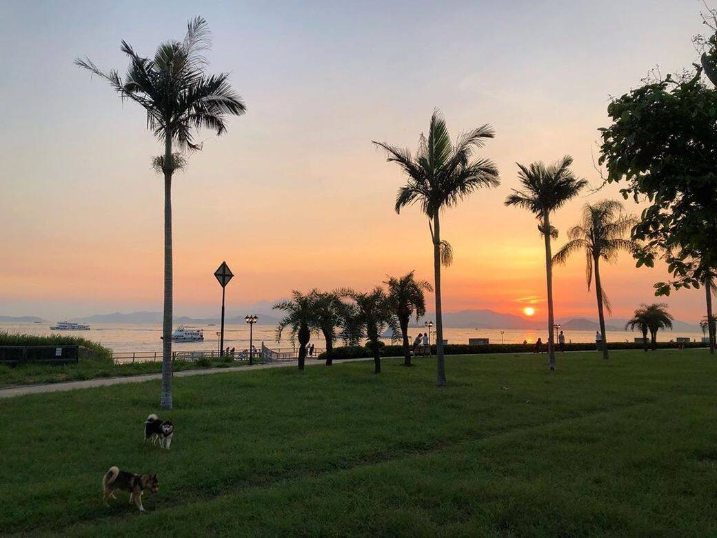 前往:港鐵到堅尼地城站轉小巴58M / 旺角佐敦乘巴士970Photo Credit:Instagram@Kumathepomsky 前往:港鐵到堅尼地城站轉小巴58M / 旺角佐敦乘巴士970Photo Credit:Instagram@Kumathepomsky