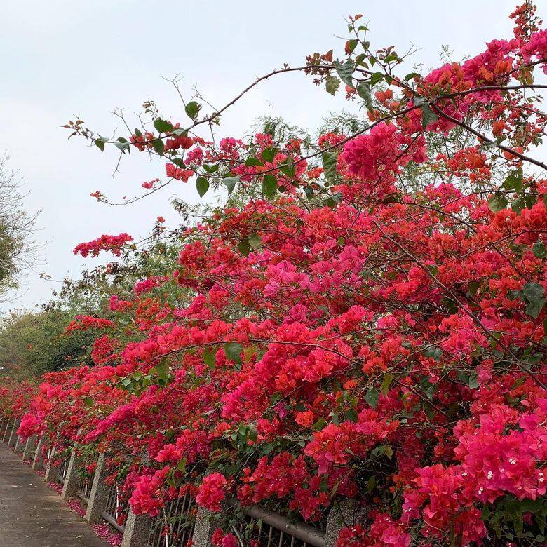 台中東大公園 台中東大公園