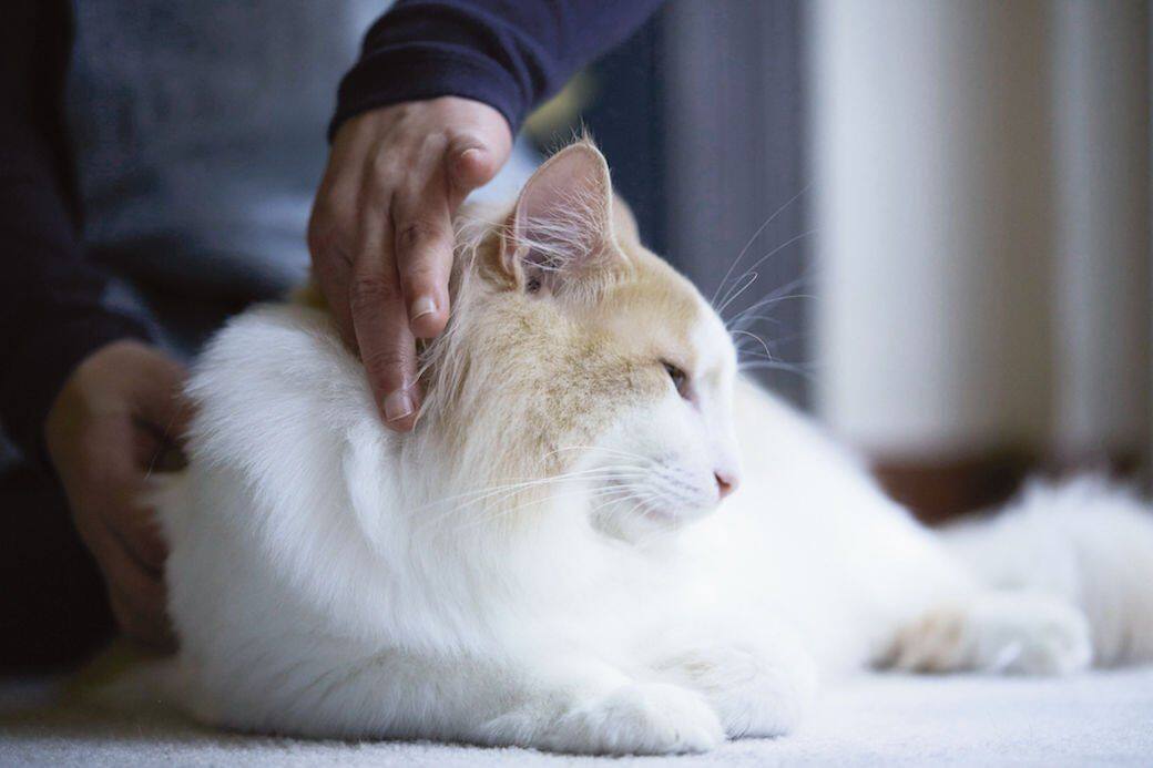 貓奴Avon，是一名專業推拿師傅，職責是為人按摩舒緩疲勞。某日，她發現愛貓