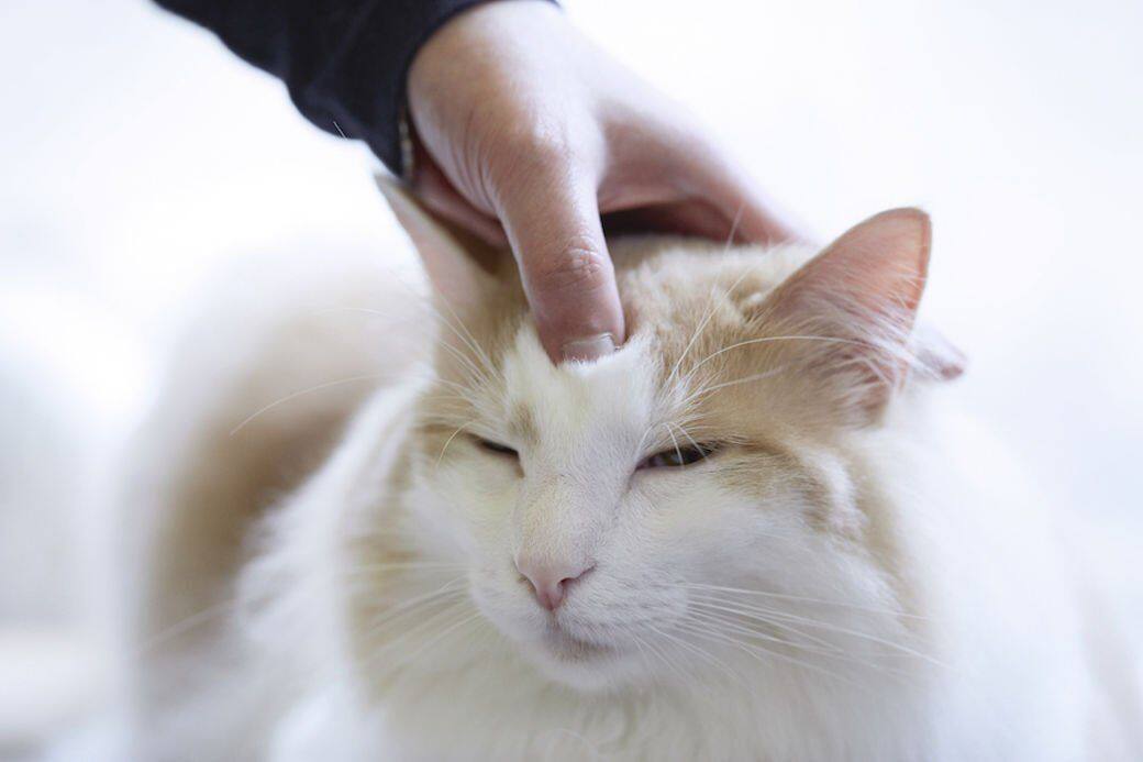 動作：拇指輕按貓咪額頭位凹陷位置，緩慢地往後腦輕掃，或在貓咪的額頭
