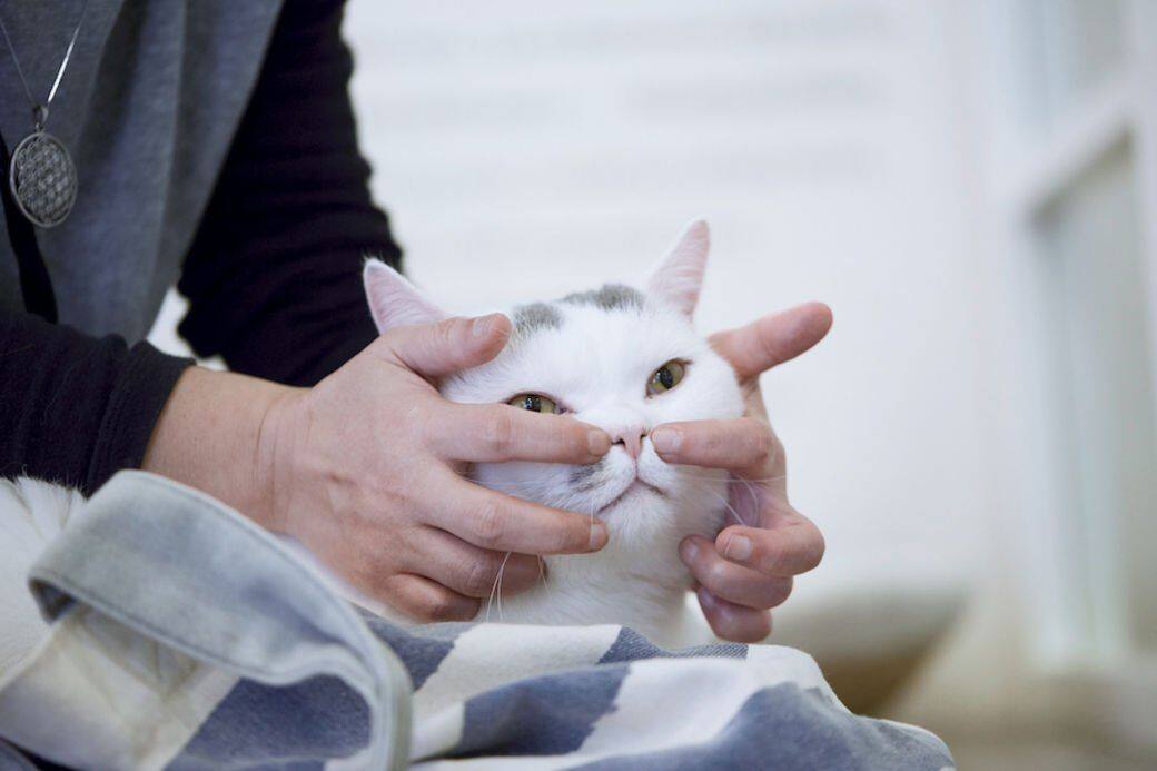 動作：用手指輕按貓咪兩側鼻翼位置，貓咪習慣後可輕輕地定點打圈。作用