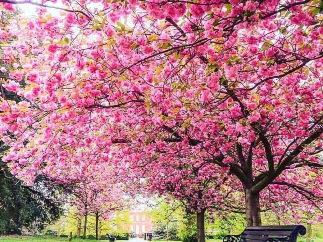 英國Greenwich Park和Regent’s Park 英國Greenwich Park和Regent’s Park